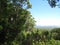 Karri Trees, West Australia