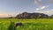 Kars rock between rice plants