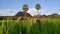 Kars rock between rice plants and palm trees