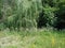 Karst Bridge Nature Reserve. Landscapes of beech forests on the slopes of the Transcarpathian mountains of Tyachiv region.