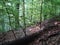 Karst Bridge Nature Reserve. Landscapes of beech forests on the slopes of the Transcarpathian mountains of Tyachiv region.