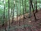 Karst Bridge Nature Reserve. Landscapes of beech forests on the slopes of the Transcarpathian mountains of Tyachiv region.