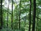 Karst Bridge Nature Reserve. Landscapes of beech forests on the slopes of the Transcarpathian mountains of Tyachiv region.