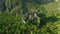 A karst rock in the middle of the lush green rainforest