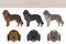 Karst shepherd dog clipart. Different coat colors set