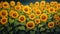 Karst Of Sunflowers: A Detailed And Beautiful Painting In The Style Of Patrick Brown