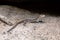 Karsten`s Girdled Lizard, Zonosaurus Karsteni, Tsingy De Bemaraha, Madagascar