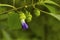 Karvi Flower, Strobilanthes callosus, Acanthaceae