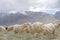 Kashmir goats in beautiful India landscape with snow peaks background