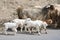 Kashmir goats from Indian highland farm