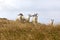 Kashmir goats, North Wales