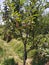 Kashmiri apple tree in orchard shining