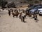 Kashmiri goats grazing in the mountains, Oman