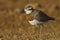 Kaspische Plevier, Caspian Plover