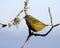 Kastanjebuikorganist, Chestnut-bellied Euphonia, Euphonia pectoralis