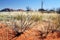 Kata Tjuta (The Olgas)