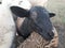 Katahdin ewe lamb peeking out from flock