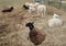 Katahdin ewe lambs on bed of hay