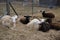 Katahdin ewe lambs laying on bedding