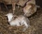 Katahdin ewe liking its lamb