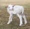 Katahdin lamb standing shortly after birth