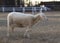 Katahdin sheep with ear tag