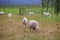 Katahdin Sheep Grazing