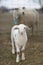 Katahdin sheep lamb with mom behind