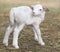 Katahdin sheep lamb standing hours after birth