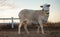 Katahdin sheep looking at a sunsire