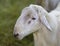 Katahdin sheep ram profile