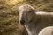 Katahdin Sheep at Wolf Neck Farm