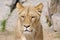 Katanga Lion - lioness