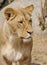 Katanga Lion - lioness