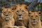 Katanga Lion - Panthera leo bleyenberghi