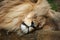 Katanga lion (Panthera leo bleyenberghi).
