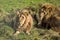 KATANGA LION OR SOUTHWEST AFRICAN LION panthera leo bleyenberghi