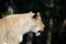 Katanga Lioness Side View Profile