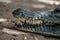 Katchikally Crocodile Pool in Gambia