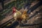 Kate Walik Chicken is a type of ornamental chicken originating from Indonesia. Bantam chicken this one has an exotic feather with