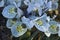 Katharine Hodgkin Dwarf Iris flowers