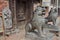 Kathmandu, Nepal, September, 27, 2013, Nepali Scene: stone lions near ancient temple