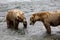 Katmai Brown Bears; Brooks Falls; Alaska