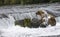 Katmai Brown Bears; Brooks Falls; Alaska