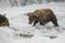 Katmai Brown Bears; Brooks Falls; Alaska; USA