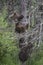 Katmai Brown Bears; Brooks Falls; Alaska; USA