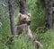 Katmai Brown Bears; Brooks Falls; Alaska; USA