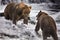 Katmai Brown Bears; Brooks Falls; Alaska; USA