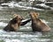 Katmai Brown Bears; Brooks Falls; Alaska; USA