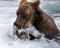 Katmai Brown Bears; Brooks Falls; Alaska; USA